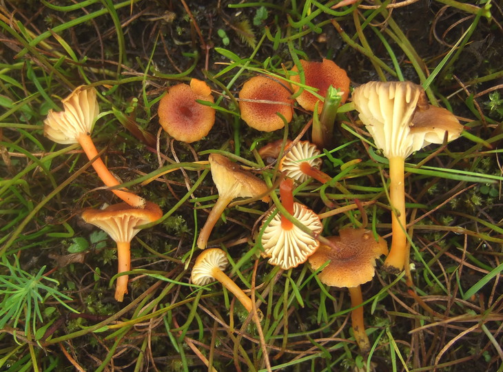 Hygrocybe coccineocrenata