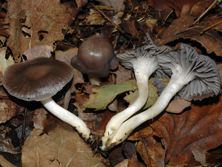 Hygrocybe lacmus