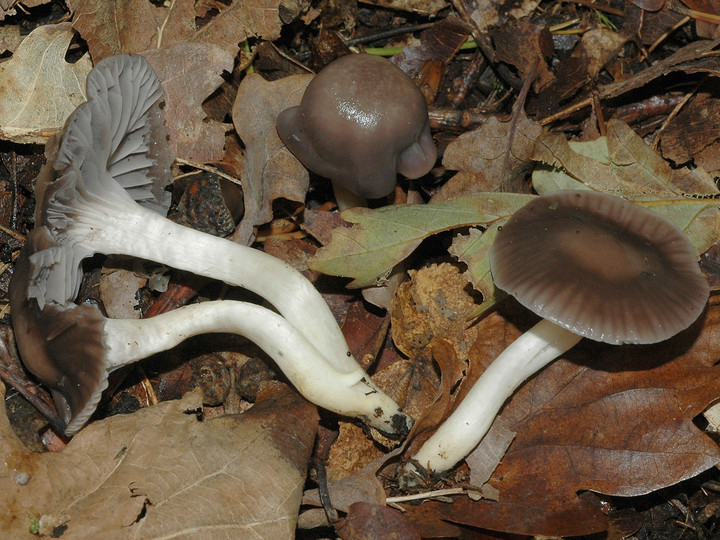 Hygrocybe lacmus