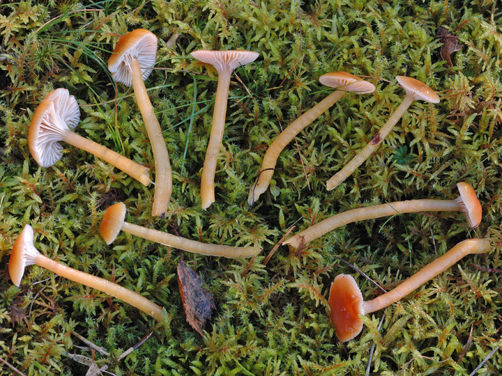 Hygrocybe laeta