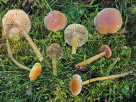 Hygrocybe laeta