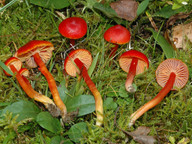 Hygrocybe coccinea