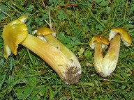 Hygrocybe citrinovirens