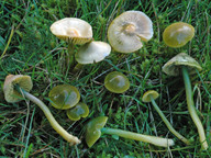 Hygrocybe psittacina