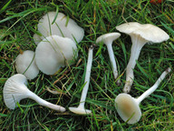 Hygrocybe virginea