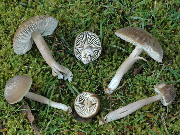 Hygrocybe nitrata