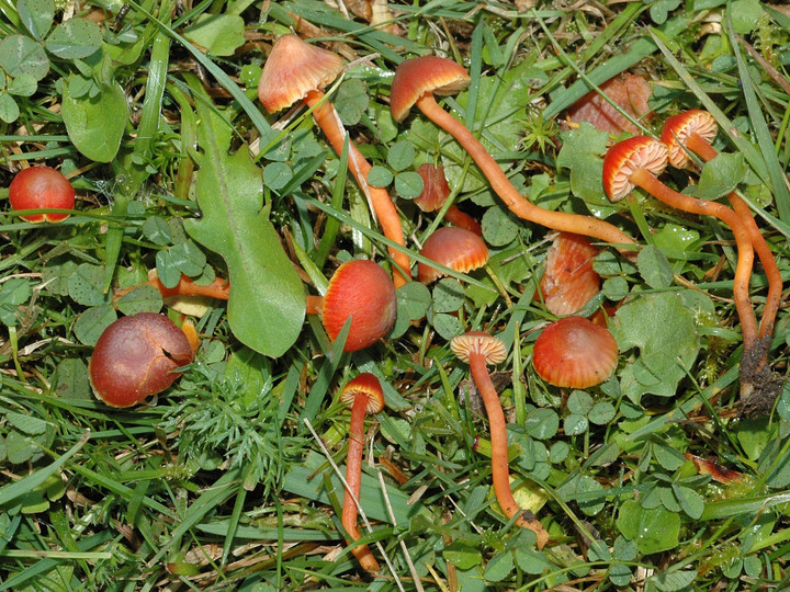 Hygrocybe phaeococcinea