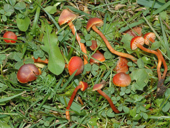 Hygrocybe phaeococcinea