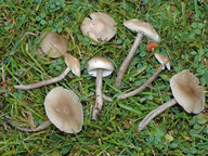 Hygrocybe irrigata