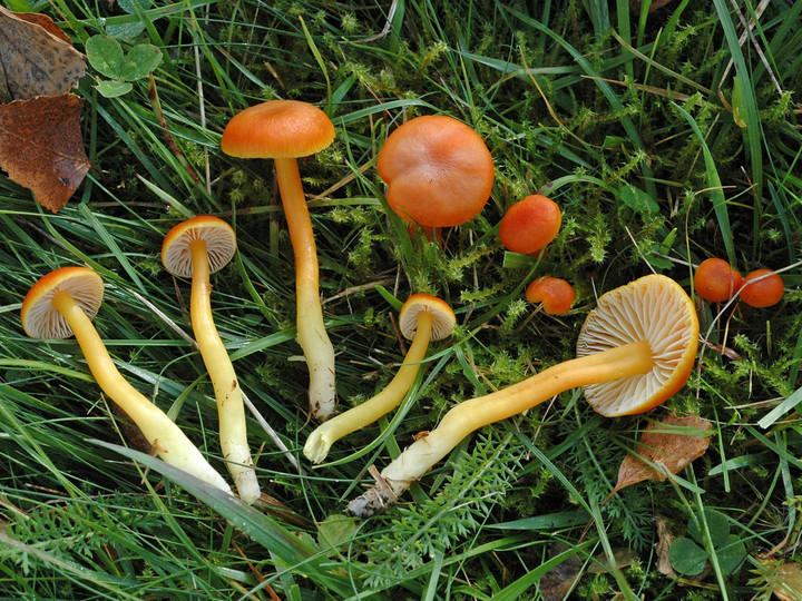 Hygrocybe miniata