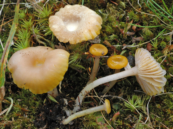 Hygrocybe citrinopallida