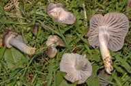 Hygrocybe flavipes