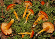 Hygrocybe reidii