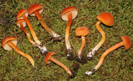 Hygrocybe reidii