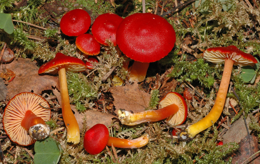 Hygrocybe coccinea