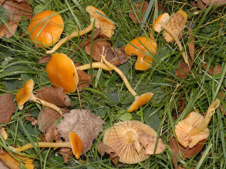 Hygrocybe laeta