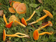 Hygrocybe reidii