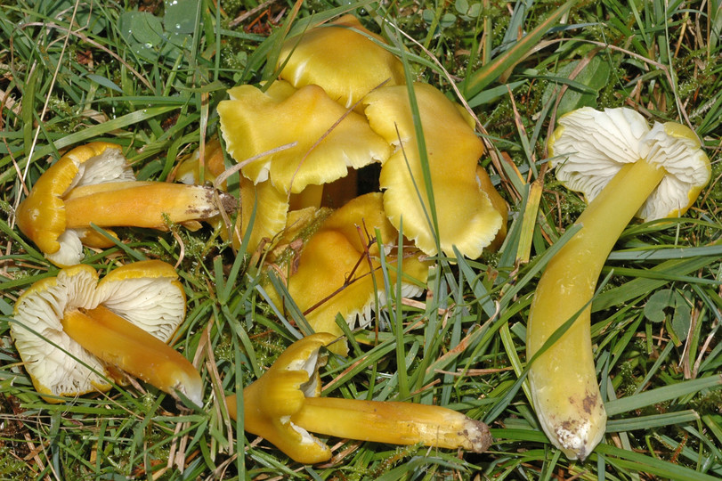 Hygrocybe citrinovirens