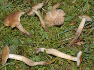 Hygrocybe ingrata