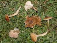 Hygrocybe ingrata