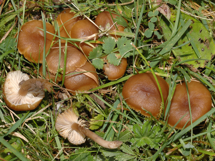 Hygrocybe ingrata