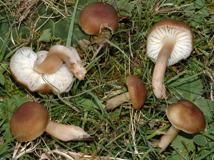 Hygrocybe ingrata