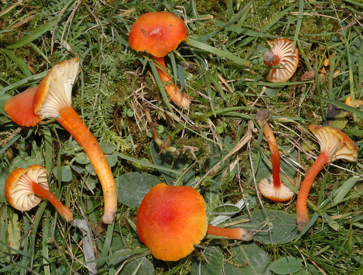 Hygrocybe lepida