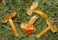 Hygrocybe intermedia