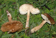 Hygrocybe ingrata