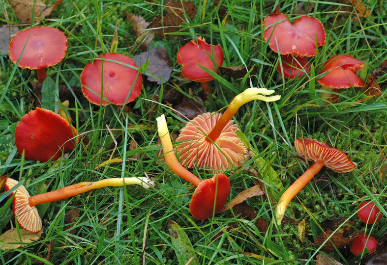 Hygrocybe coccinea