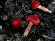 Hygrocybe punicea