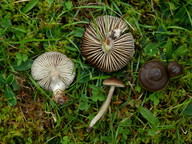 Hygrocybe nitrata