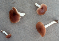 Hygrocybe colemanniana