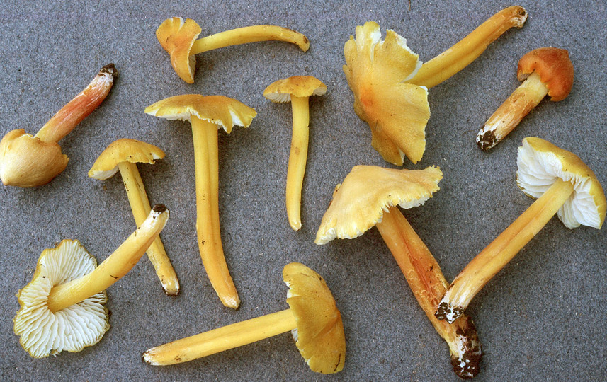 Hygrocybe citrinovirens