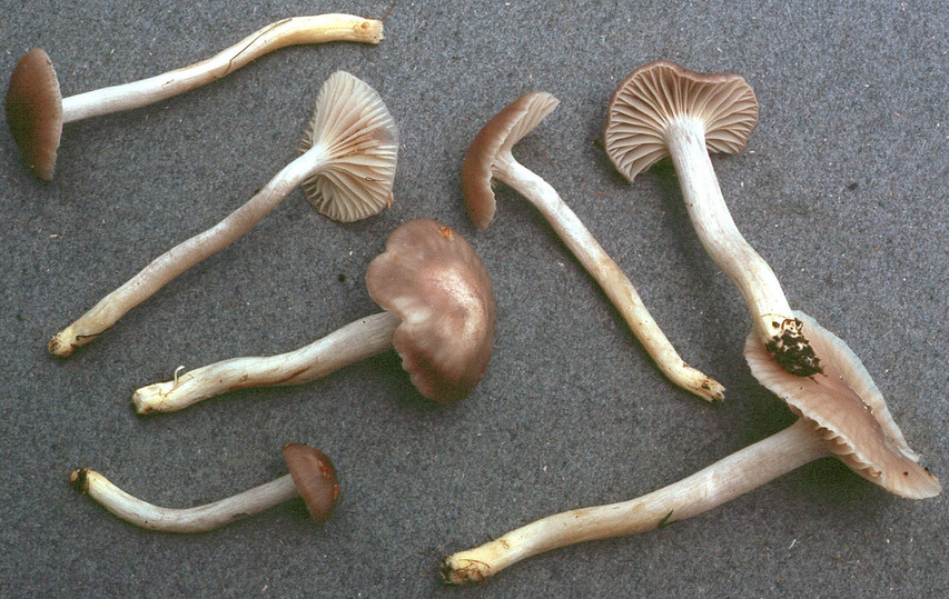 Hygrocybe flavipes