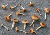 Hygrocybe fuscescens