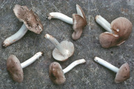 Hygrocybe fornicata