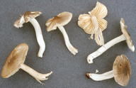 Hygrocybe fornicata