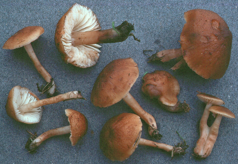 Hygrocybe ingrata