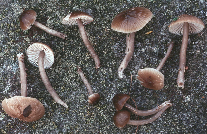 Hygrocybe irrigata