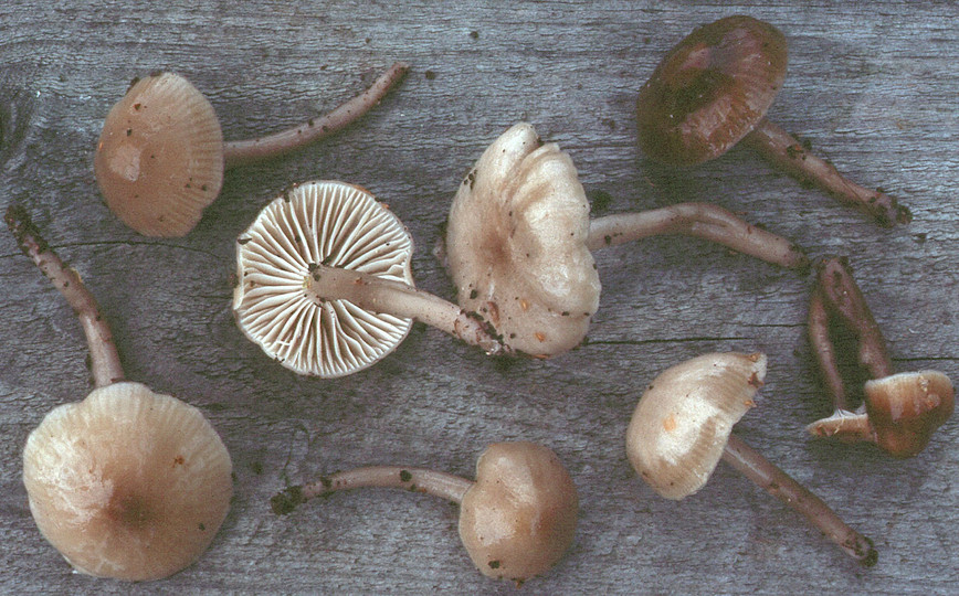 Hygrocybe irrigata