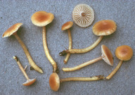 Hygrocybe laeta