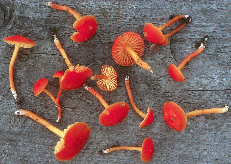 Hygrocybe mucronella