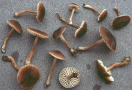 Hygrocybe nitrata