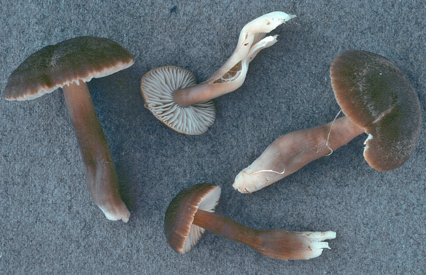 Hygrocybe nitrata