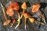 Hygrocybe persistens