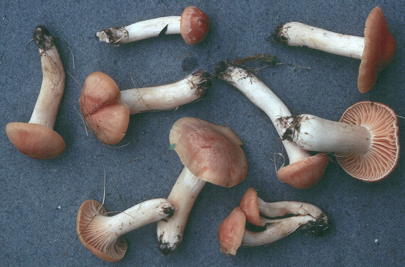 Hygrocybe pratensis