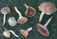 Hygrocybe pratensis