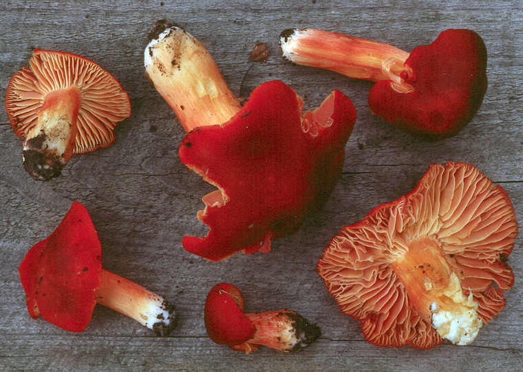 Hygrocybe punicea