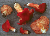 Hygrocybe punicea